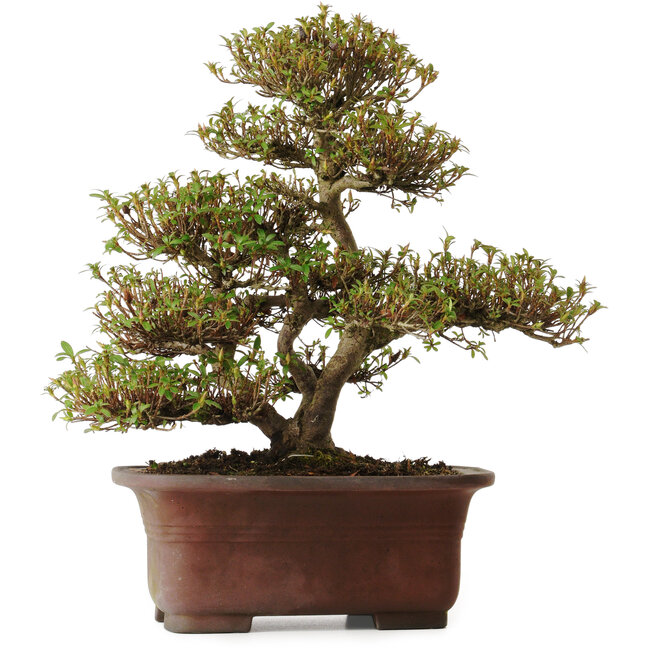 Rhododendron indicum Kinsai, 20 cm, ± 30 anni, con un nebari di 7 cm