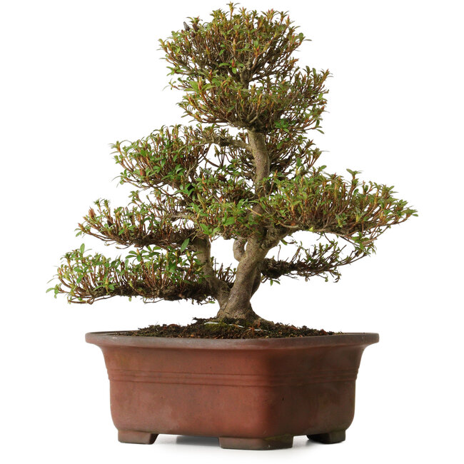 Rhododendron indicum Kinsai, 20 cm, ± 30 anni, con un nebari di 7 cm