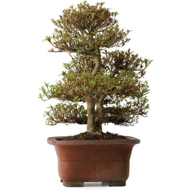 Rhododendron indicum Kinsai, 20 cm, ± 30 anni, con un nebari di 7 cm