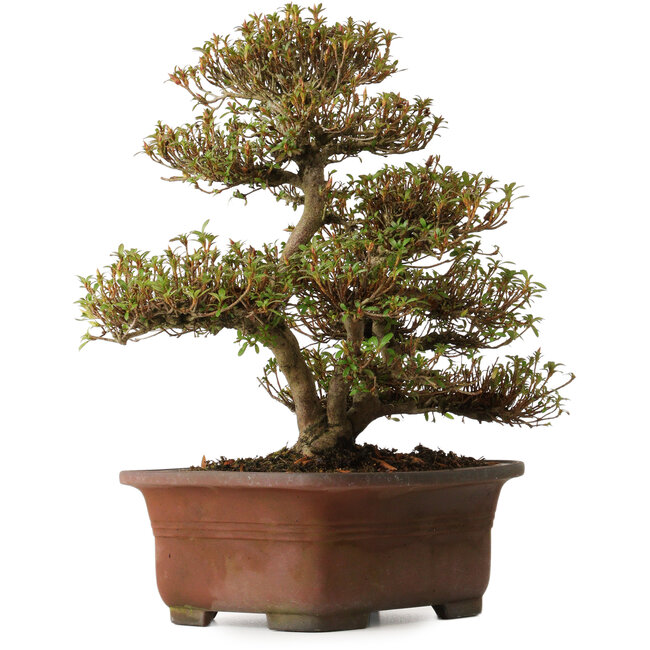 Rhododendron indicum Kinsai, 20 cm, ± 30 anni, con un nebari di 7 cm