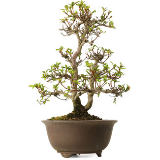 Rhododendron indicum Keina, 20 cm, ± 30 years old