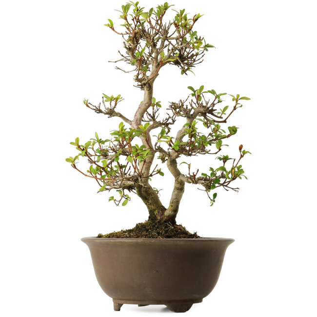 Rhododendron indicum Keina, 20 cm, ± 30 jaar oud, met een nebari van 8 cm