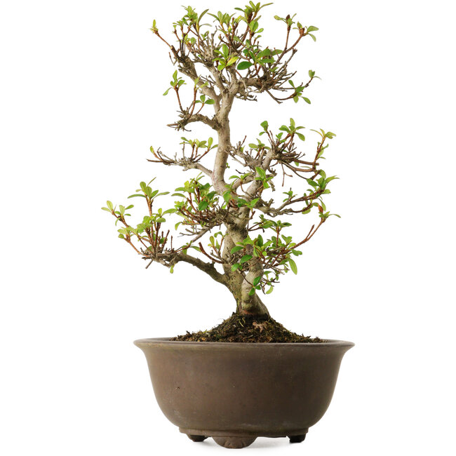 Rhododendron indicum Keina, 20 cm, ± 30 anni, con un nebari di 8 cm