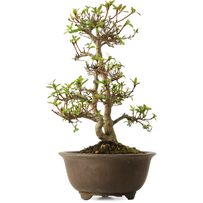 Rhododendron indicum Keina, 20 cm, ca. 30 Jahre alt, mit einem Wurzelhals von 8 cm