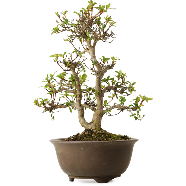 Rhododendron indicum Keina, 20 cm, ca. 30 Jahre alt, mit einem Wurzelhals von 8 cm