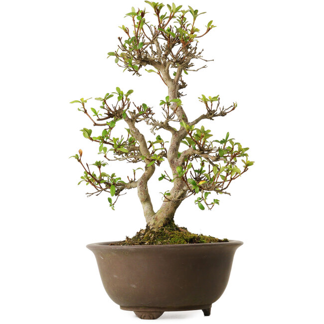 Rhododendron indicum Keina, 20 cm, ± 30 jaar oud, met een nebari van 8 cm