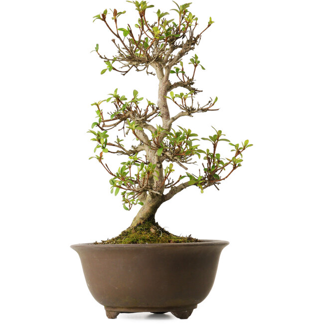 Rhododendron indicum Keina, 20 cm, ± 30 ans, avec un nebari de 8 cm