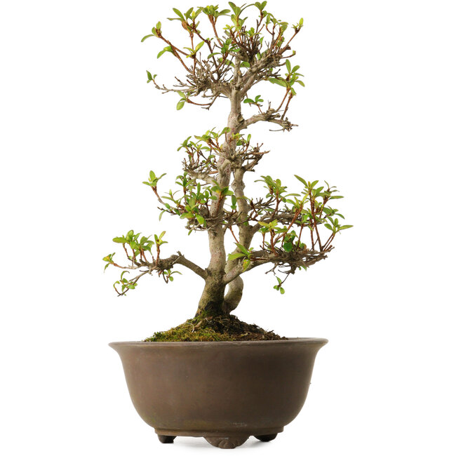 Rhododendron indicum Keina, 20 cm, ± 30 years old, with a nebari of 8 cm