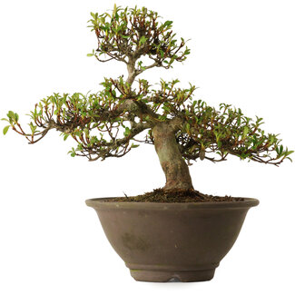 Rhododendron indicum Hitomebore, 20 cm, ± 30 Jahre alt