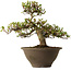 Rhododendron indicum Hitomebore, 20 cm, ± 30 Jahre alt