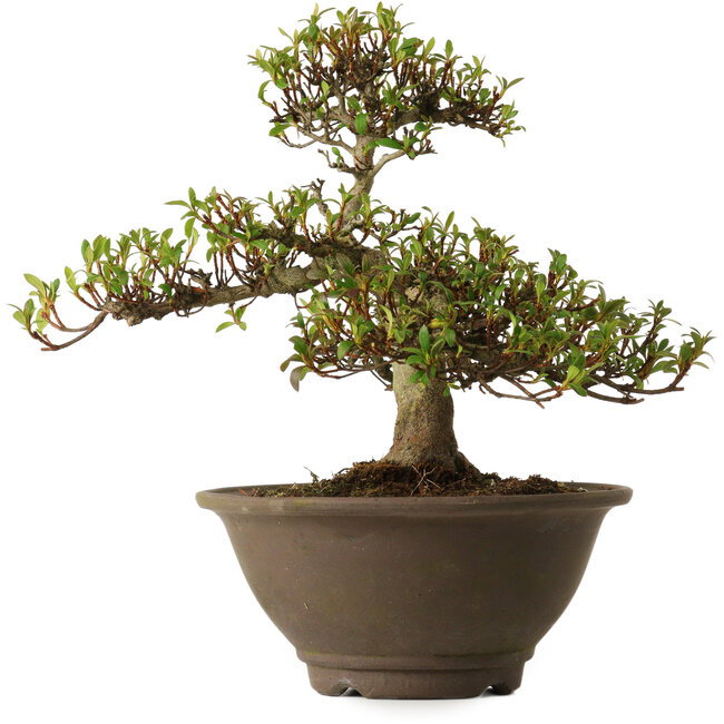 Rhododendron indicum Hitomebore, 20 cm, ± 30 años