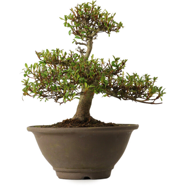 Rhododendron indicum Hitomebore, 20 cm, ± 30 Jahre alt