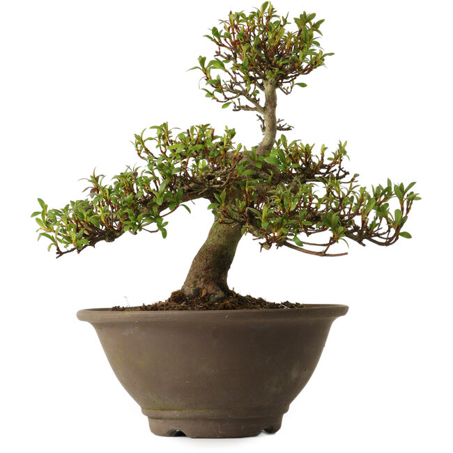 Rhododendron indicum Hitomebore, 20 cm, ± 30 anni