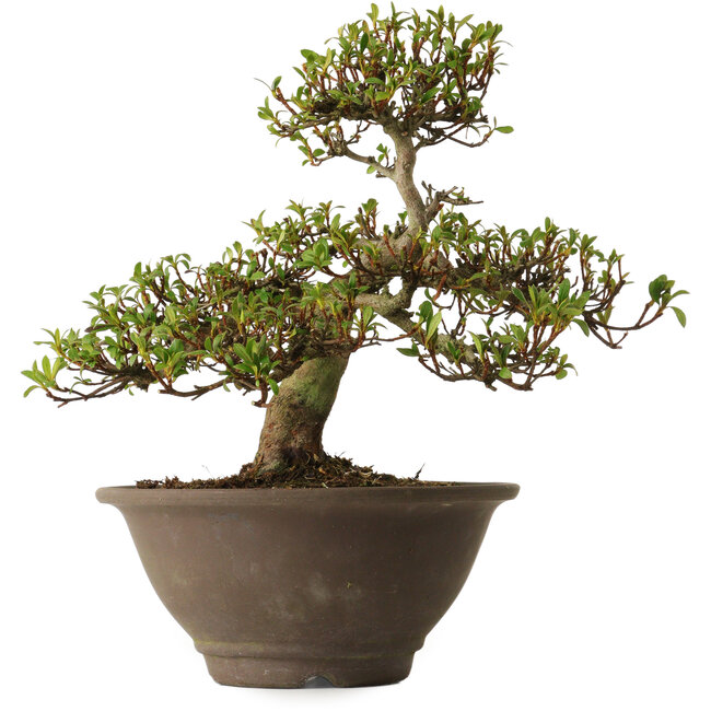 Rhododendron indicum Hitomebore, 20 cm, ± 30 jaar oud