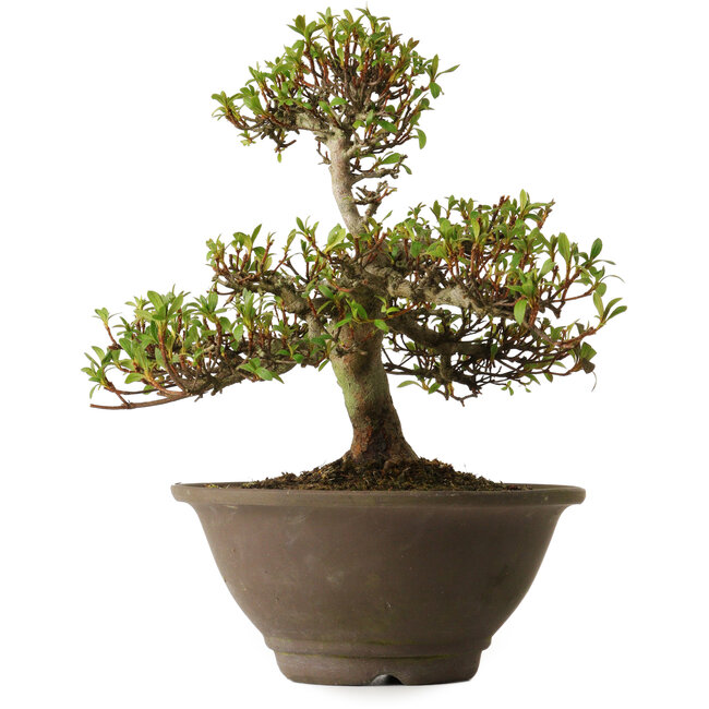 Rhododendron indicum Hitomebore, 20 cm, ± 30 anni