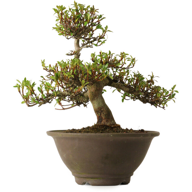 Rhododendron indicum Hitomebore, 20 cm, ± 30 anni