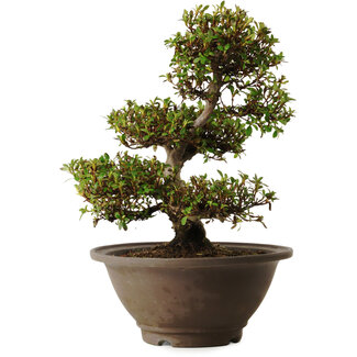 Rhododendron indicum Hinomaru, 20 cm, ± 30 years old