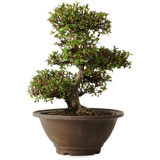 Rhododendron indicum Hinomaru, 20 cm, ± 30 anni, con un nebari di 10 cm