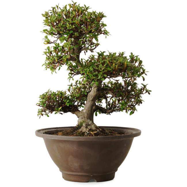 Rhododendron indicum Hinomaru, 20 cm, ± 30 anni, con un nebari di 10 cm