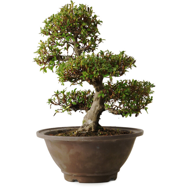 Rhododendron indicum Hinomaru, 20 cm, ca. 30 Jahre alt, mit einem Wurzelhals von 10 cm