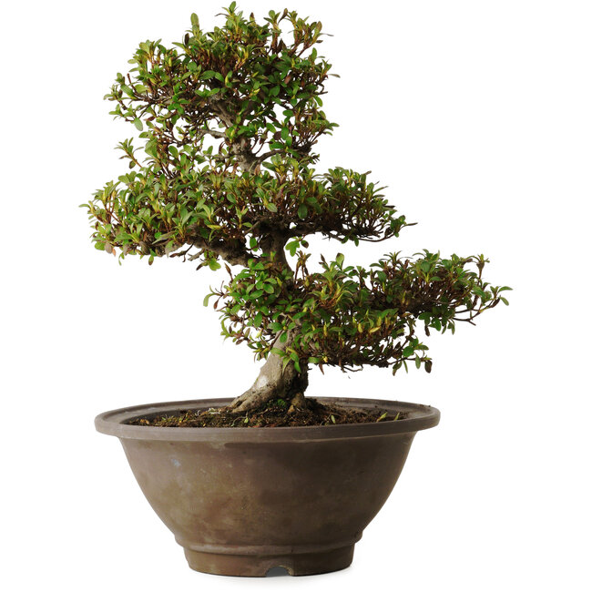 Rhododendron indicum Hinomaru, 20 cm, ca. 30 Jahre alt, mit einem Wurzelhals von 10 cm