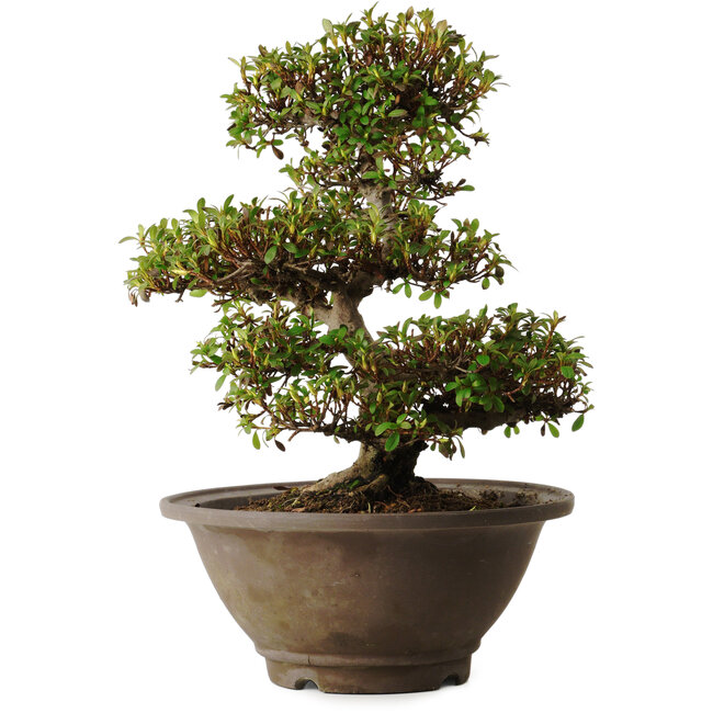 Rhododendron indicum Hinomaru, 20 cm, ± 30 anni, con un nebari di 10 cm