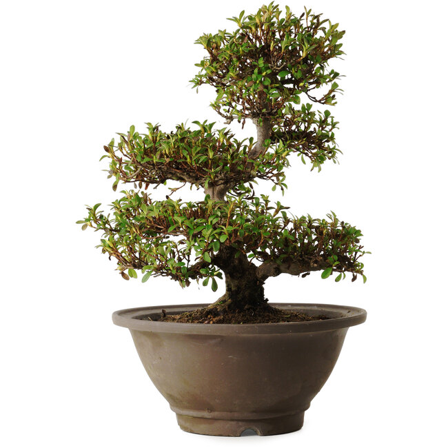 Rhododendron indicum Hinomaru, 20 cm, ± 30 jaar oud, met een nebari van 10 cm