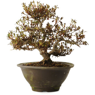 Rododendro indicum Benikumo, 20 cm, ± 30 años