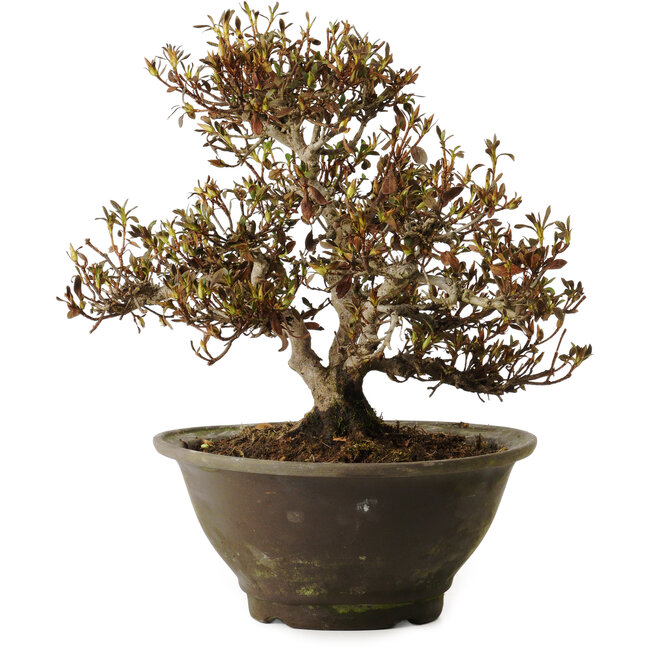 Rhododendron indicum Benikumo, 20 cm, ± 30 anni, con un nebari di 6 cm