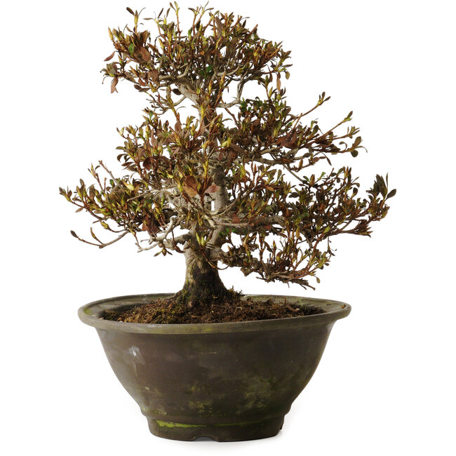 Rhododendron indicum Benikumo, 20 cm, ± 30 years old, with a nebari of 6 cm