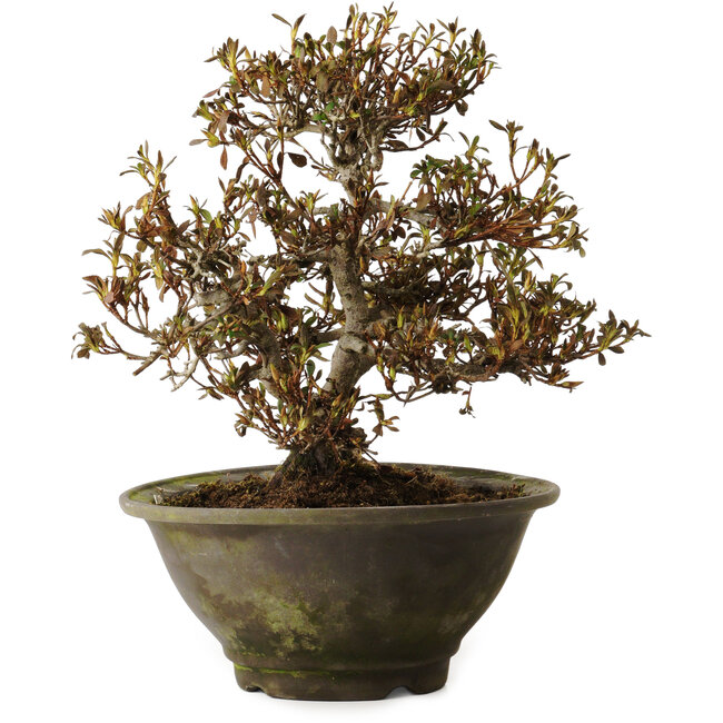 Rhododendron indicum Benikumo, 20 cm, ± 30 ans, avec un nebari de 6 cm