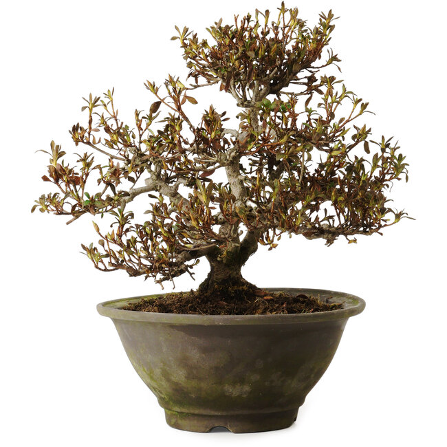 Rhododendron indicum Benikumo, 20 cm, ± 30 anni, con un nebari di 6 cm