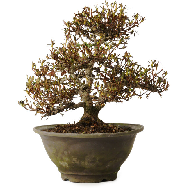 Rhododendron indicum Benikumo, 20 cm, ± 30 anni, con un nebari di 6 cm