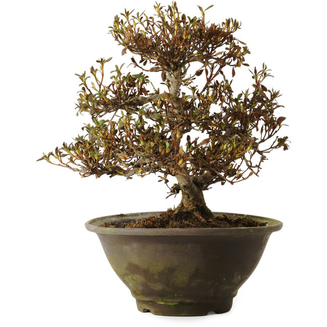 Rhododendron indicum Benikumo, 20 cm, ± 30 años, con un nebari de 6 cm