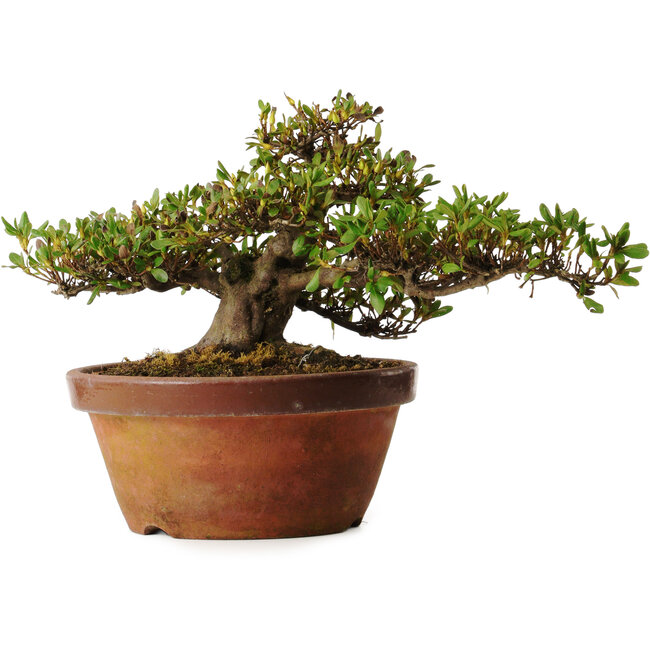 Rhododendron indicum Kouno-Yama-Kirin, 20 cm, ± 30 jaar oud, met een nebari van 18 cm