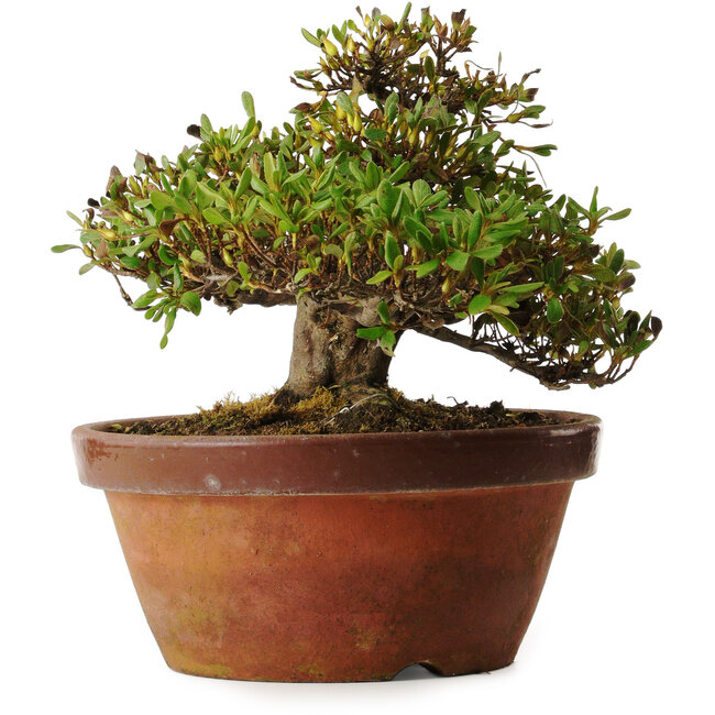 Rhododendron indicum Kouno-Yama-Kirin, 20 cm, ± 30 jaar oud, met een nebari van 18 cm