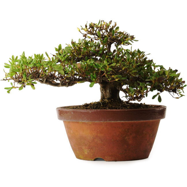 Rhododendron indicum Kouno-Yama-Kirin, 20 cm, ± 30 years old, with a nebari of 18 cm