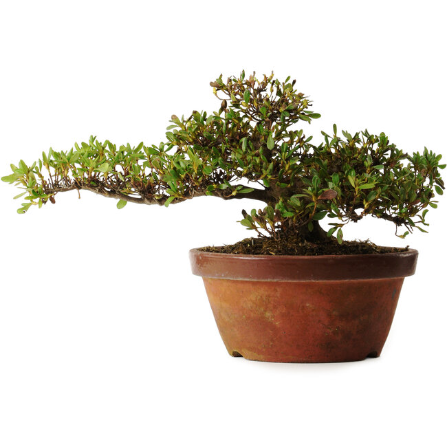 Rhododendron indicum Kouno-Yama-Kirin, 20 cm, ± 30 Jahre alt, mit einem Nebari von 18 cm