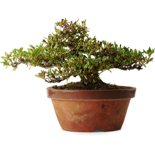 Rhododendron indicum Kouno-Yama-Kirin, 20 cm, ± 30 years old, with a nebari of 18 cm