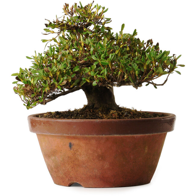 Rhododendron indicum Kouno-Yama-Kirin, 20 cm, ± 30 years old, with a nebari of 18 cm