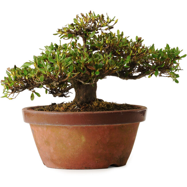 Rhododendron indicum Kouno-Yama-Kirin, 20 cm, ± 30 years old, with a nebari of 18 cm