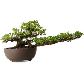 Rhododendron indicum Kohoka, 20 cm, ± 30 Jahre alt