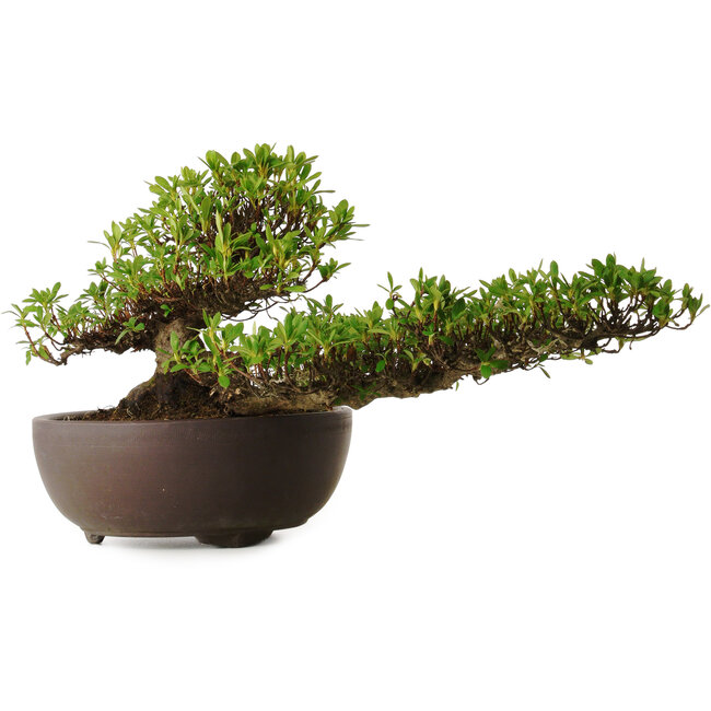 Rhododendron indicum Kohoka, 20 cm, ± 30 jaar oud, met een nebari van 9 cm