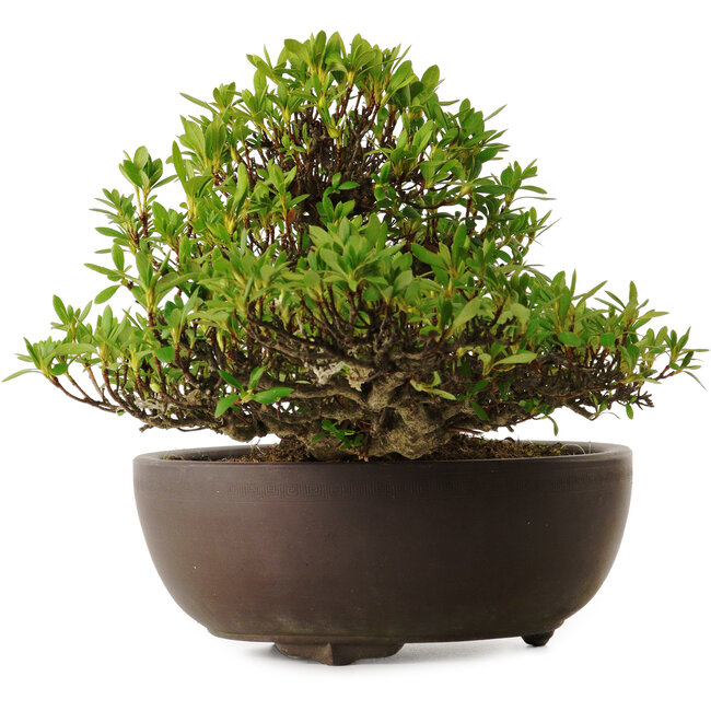 Rhododendron indicum Kohoka, 20 cm, ± 30 jaar oud, met een nebari van 9 cm