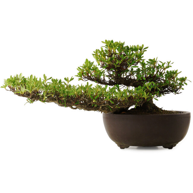 Rhododendron indicum Kohoka, 20 cm, ± 30 años, con un nebari de 9 cm