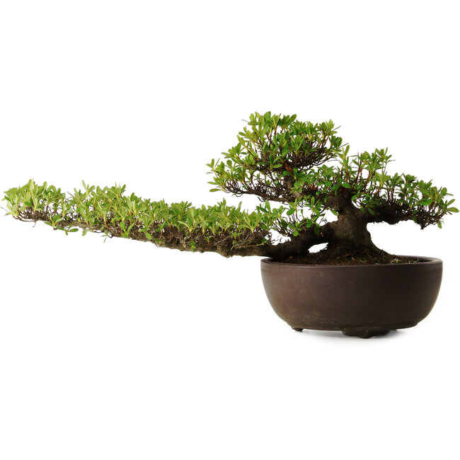 Rhododendron indicum Kohoka, 20 cm, ± 30 anni, con un nebari di 9 cm