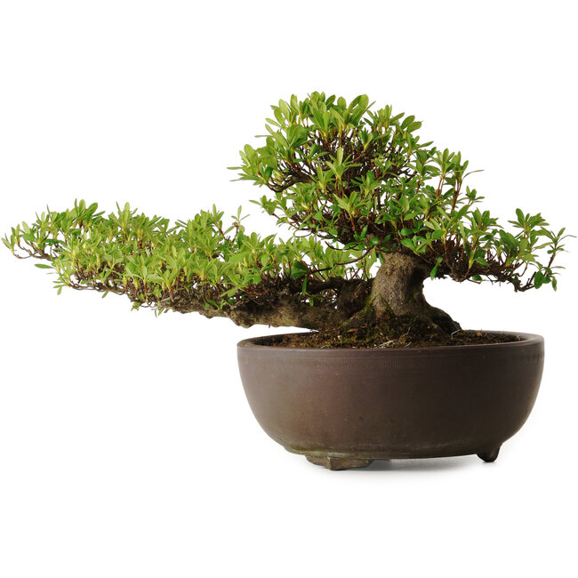 Rhododendron indicum Kohoka, 20 cm, ± 30 jaar oud, met een nebari van 9 cm