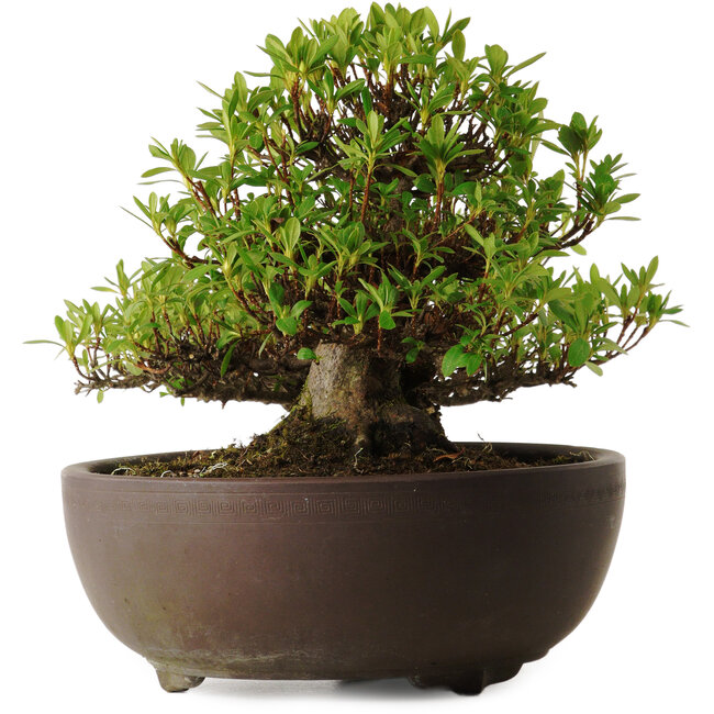 Rhododendron indicum Kohoka, 20 cm, ca. 30 Jahre alt, mit einem Wurzelhals von 9 cm