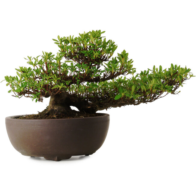 Rhododendron indicum Kohoka, 20 cm, ± 30 ans, avec un nebari de 9 cm