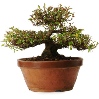 Rhododendron indicum varietà sconosciuta, 20 cm, ± 30 anni